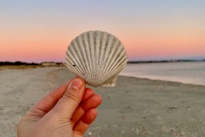 A persons hand holding a seashell at the beach
