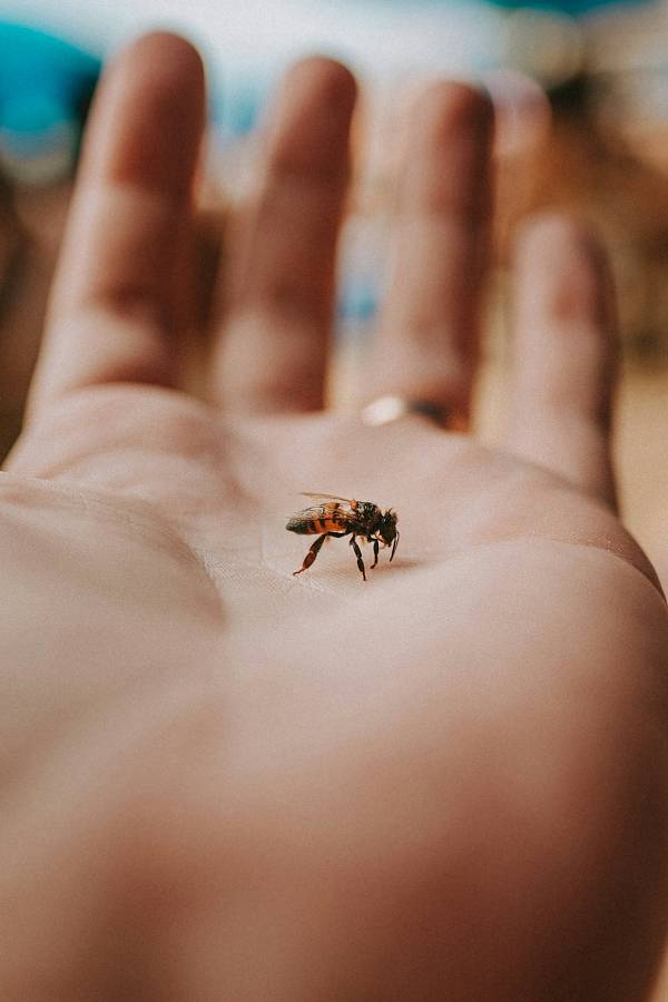 Bumble bee in a hand