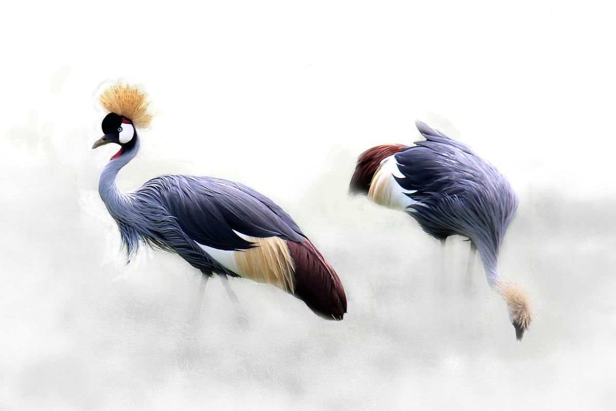 Japanese Crane